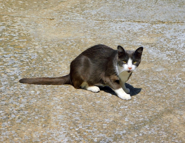 Photo cute domestic cat in rural landscapes