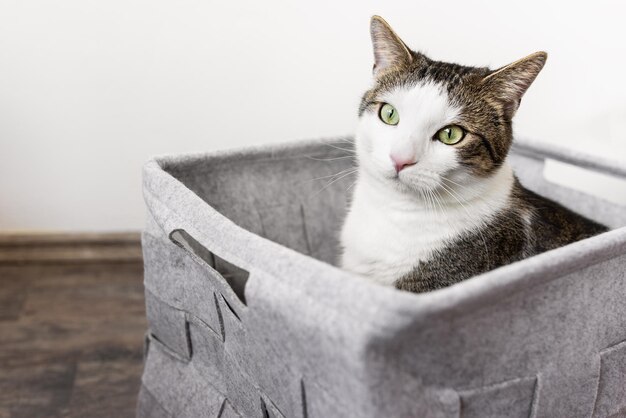 Cute domestic cat sitting in cozy gray felt basket fall or winter season White wall copy space