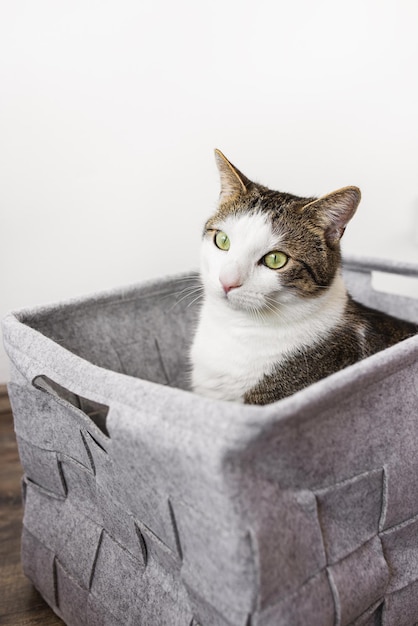 居心地の良い灰色のフェルトバスケットの秋または冬の季節に座っているかわいい飼い猫白い壁のコピースペース