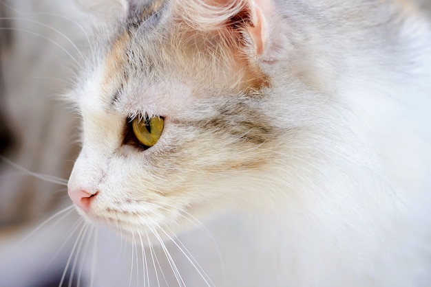 Cute domestic cat with beautiful eyes close up