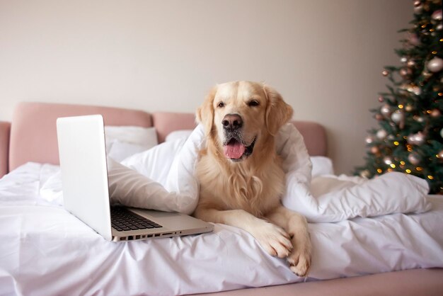 cute domestic dog lies on the bed at home and uses laptop against the backdrop of Christmas tree