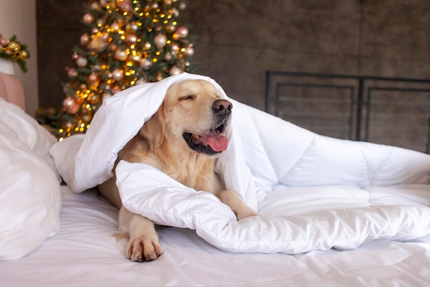 Cute domestic dog lies at home on bed against the background of Christmas tree golden retriever