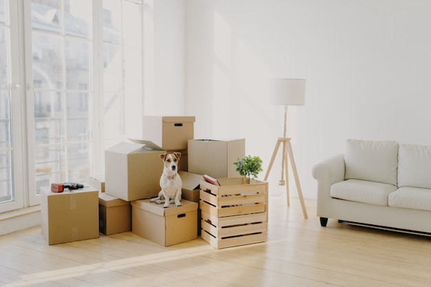 Cute domestic dog poses near cardboard boxes in spacious room with sofa
