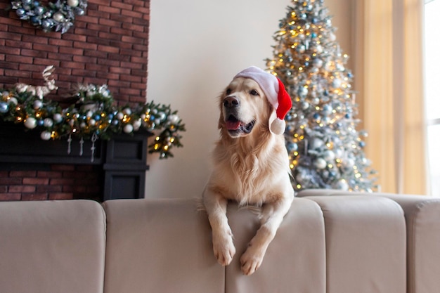 cute domestic dog in santa hat sits at home in christmas interior against the new year tree