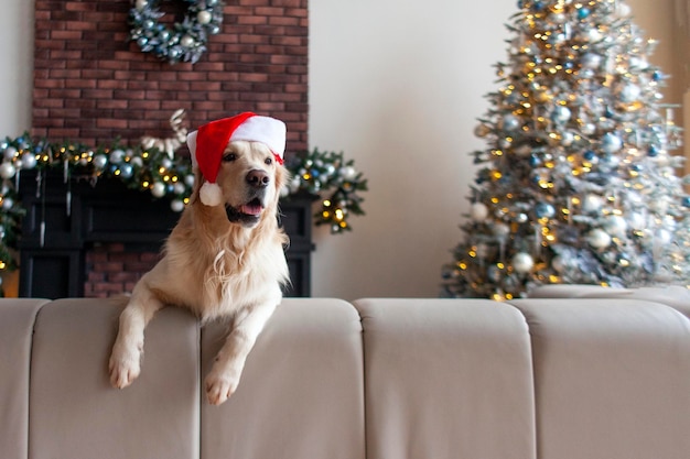 Cute domestic dog in santa hat sits at home on the couch against the background of new year tree