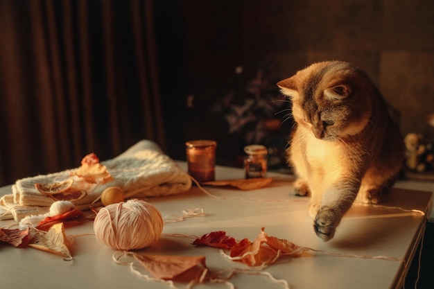 귀여운 국내 진저 고양이는 따뜻한 색상의 테이블 위의 방에 앉아 있습니다.
