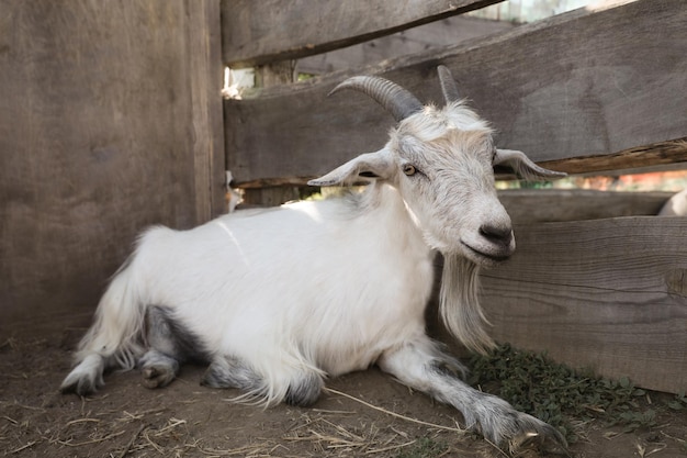 ファーム動物飼育でかわいい国内ヤギ