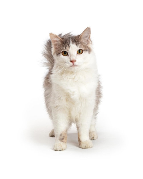 Cute Domestic Medium Hair Cat