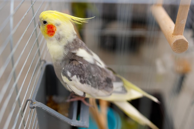 Cute domestic parrot sitting in a cage