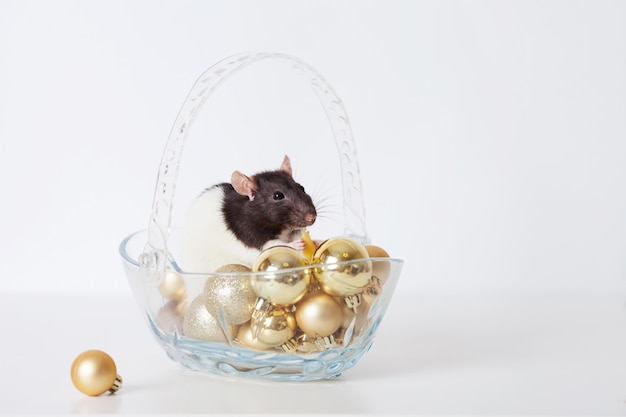 Cute domestic rat on golden christmas balls