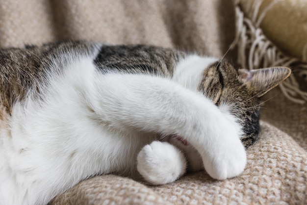 Cute domestic young cat sleeping in cozy bed