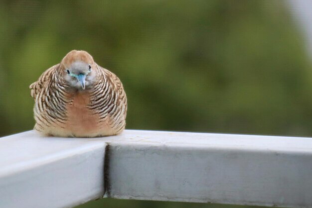 Photo a cute dove perched on the terrace of a building in the city with blurred background.