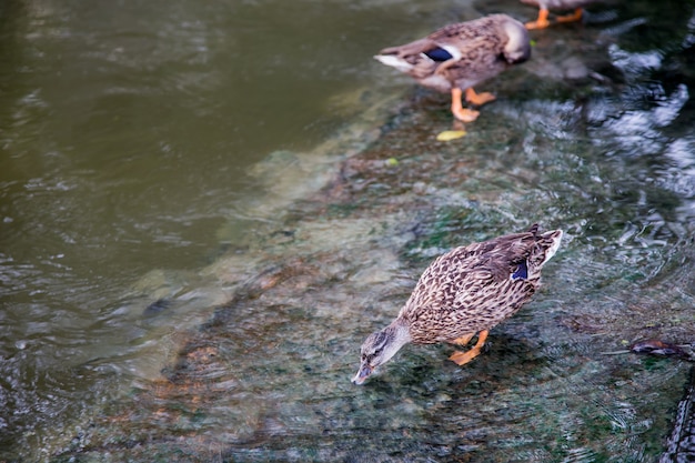 cute duck drinking and watching on waterfal