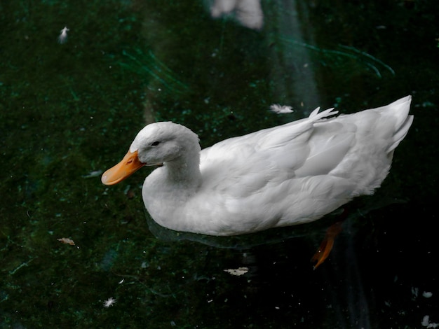 Cute duck in a pond