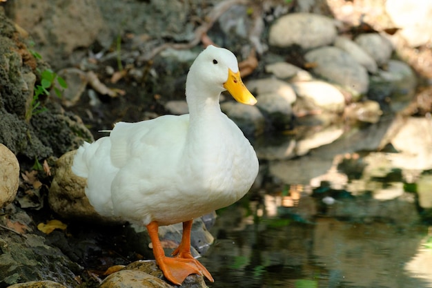 Cute duck in a pond