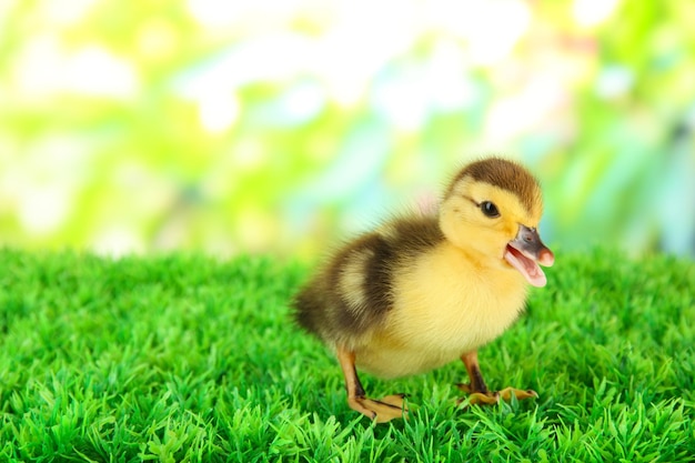 明るい背景に緑の芝生の上のかわいいアヒルの子