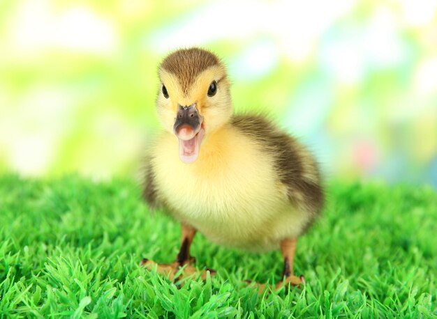 Cute duckling on green grass on bright background