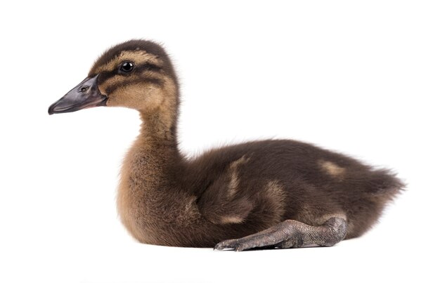 Cute duckling isolated on white