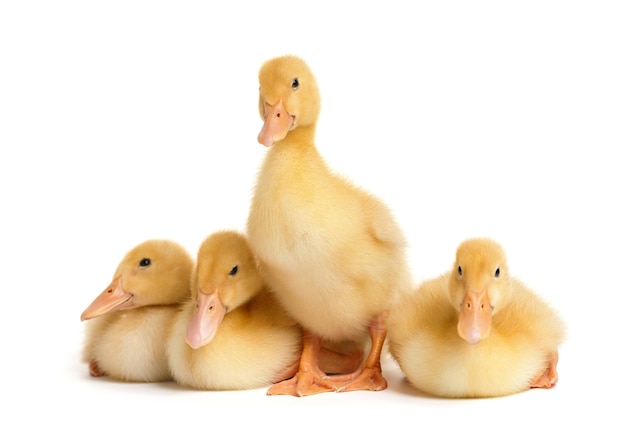 Photo cute ducklings stand sit lie in funny poses on a white background little yellow ducklings