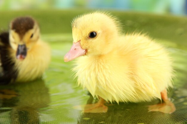 Cute ducklings swimming on bright background