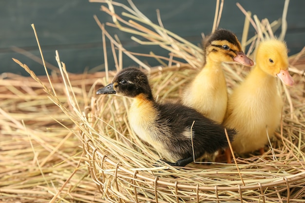 바구니에 짚으로 귀여운 ducklings