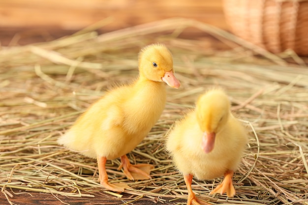 Cute ducklings on wooden table