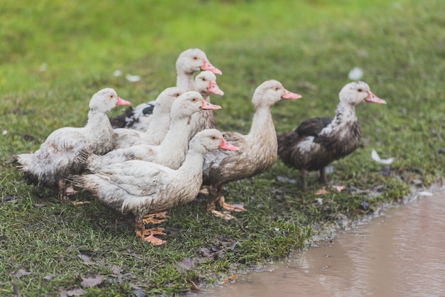 Photo cute ducks standing at water