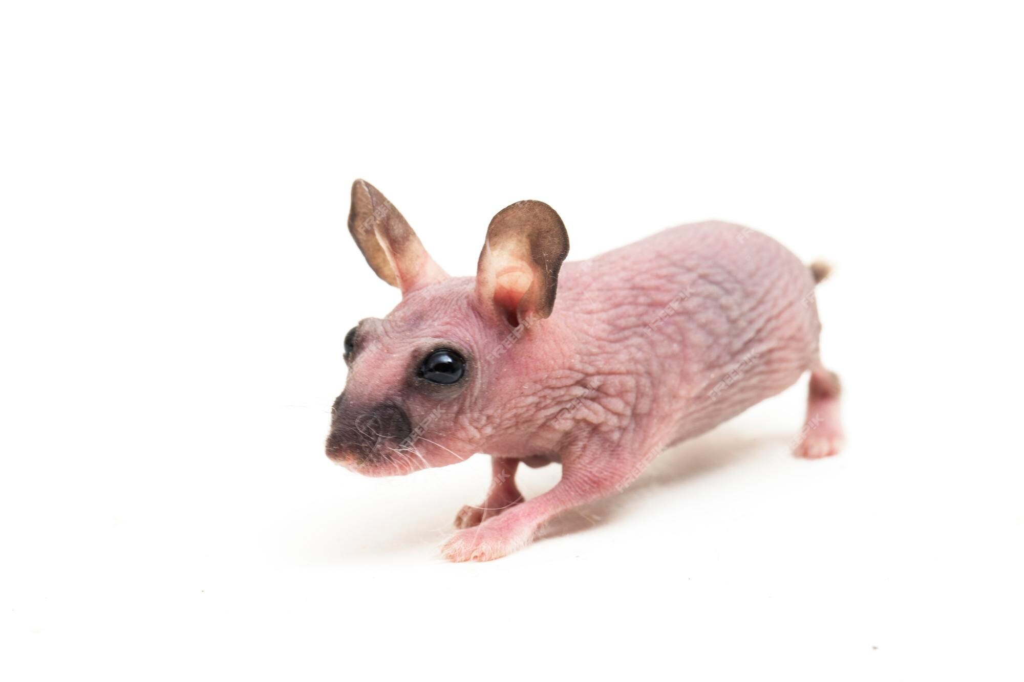 Small White Hamster On A White Background Stock Photo - Download