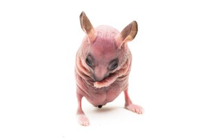 Cute dwarf hairless hamster isolated on white background