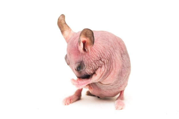 Cute dwarf Hairless hamster isolated on white background