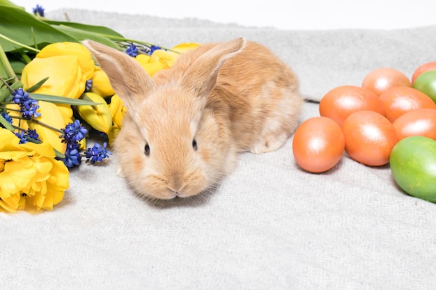 A cute Easter rabbit with painted eggs and spring flowers