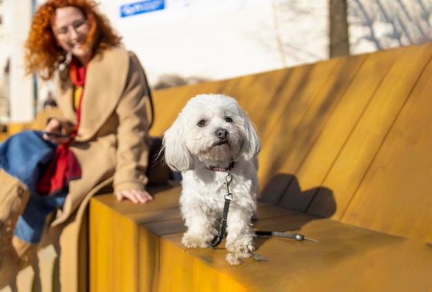 Cute elderly Maltese enjoying a warm spring day on a bench with her owner