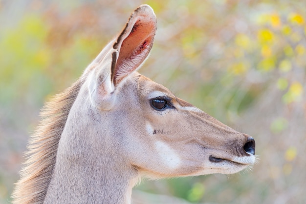 귀여운 우아한 Kudu 여성의 머리를 닫고 초상화