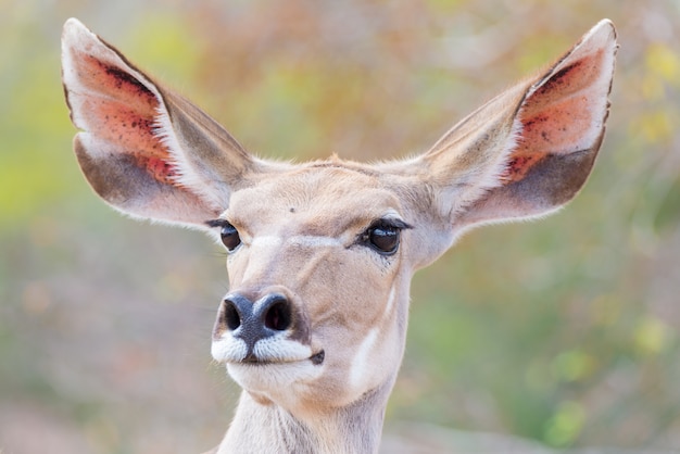 Ritratto di testa femminile elegante elegante kudu