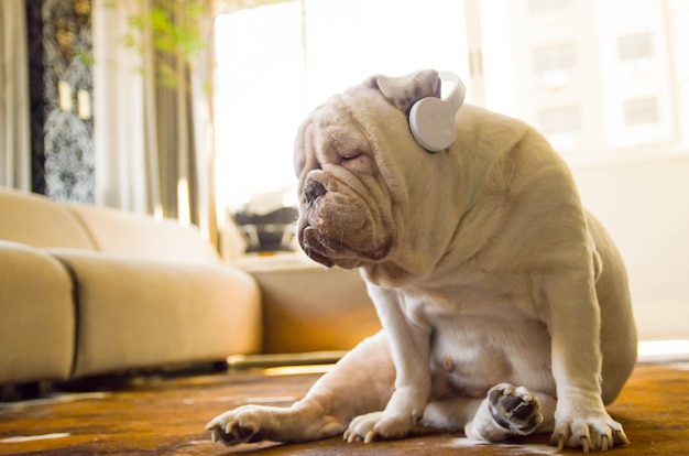 Cute English bulldog listening to music with headphones in living room