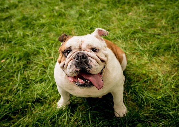 Cute english bulldog at the park