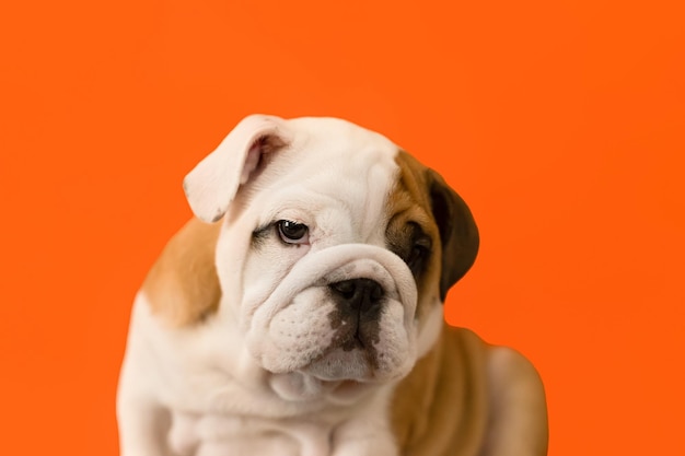 Cute English bulldog puppy on an orange background Pets A thoroughbred dog