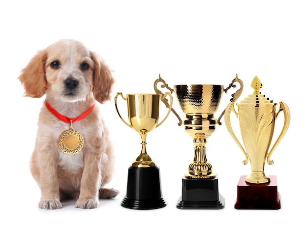 Cute English Cocker Spaniel dog with gold medal and trophy cups on white background