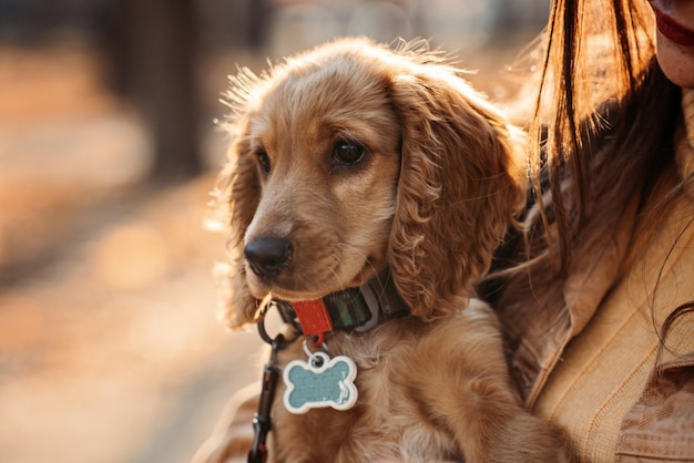 Cute english cocker spaniel puppy in the hands of the owner in autumn park