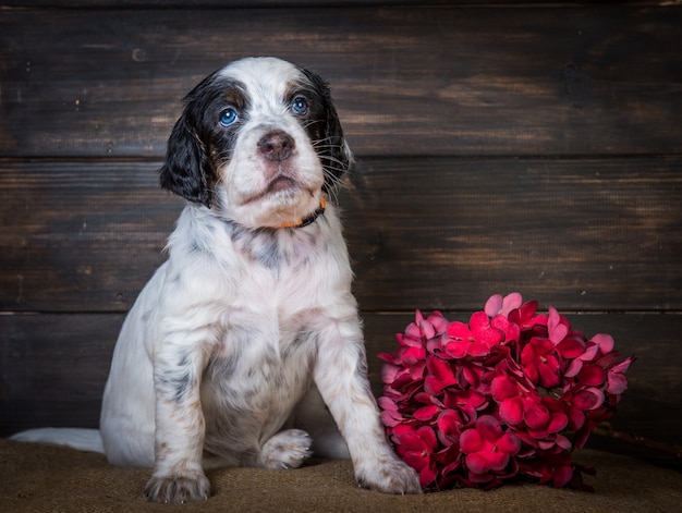 Cute English Setter puppy dog studio portrait isolated on brown wood