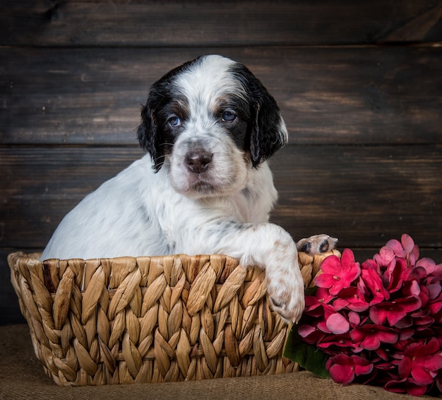 Cute English Setter puppy dog with blue eyes.