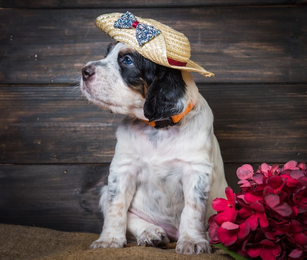 Cute English Setter puppy dog