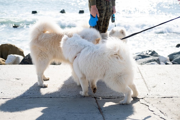 海岸を歩きながらかわいいエスキモー犬