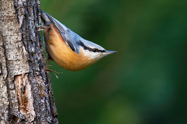 Cute eurasian nuthatch climbing down the tree in the green summer forest