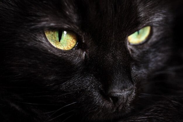 Cute face of a black cat with green eyes close-up