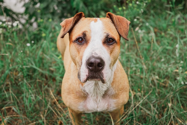 Cute face of a dog on green grass