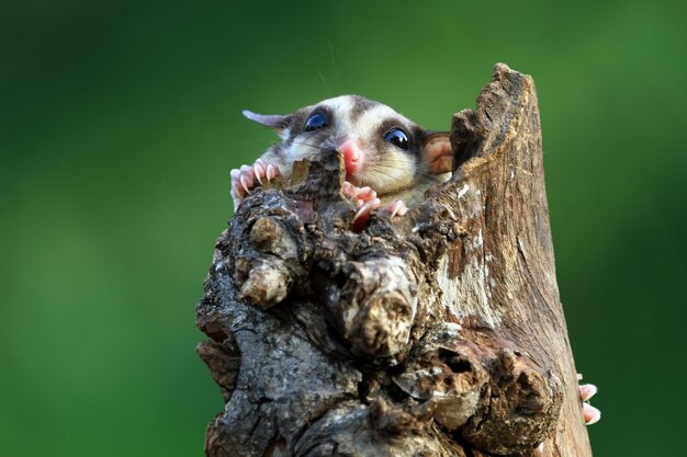 Cute face sugar glider on wood sugar glider closeup sugar glider climbing on wood