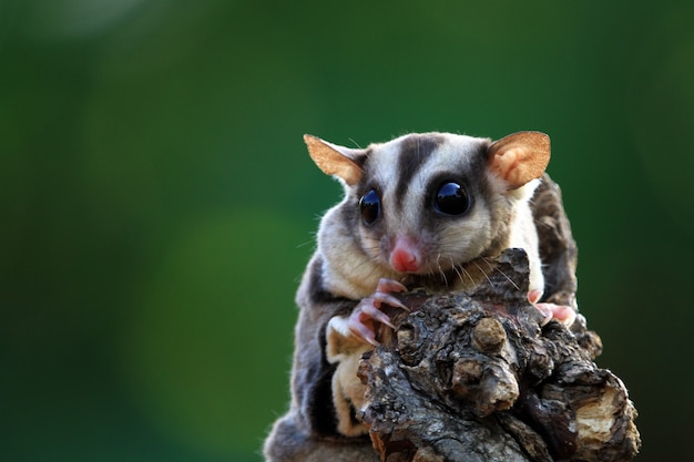 Cute face sugar glider on wood sugar glider closeup sugar glider climbing on wood