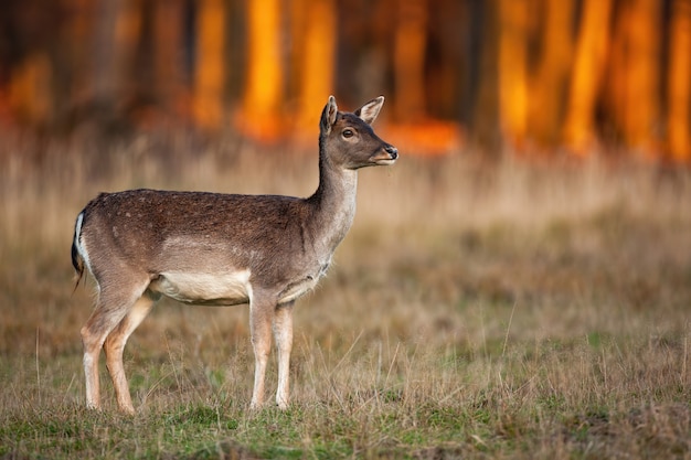 Cute fallow deer doe looking away on a meadow