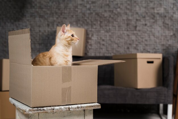 Foto simpatico gatto di famiglia all'interno della scatola di cartone